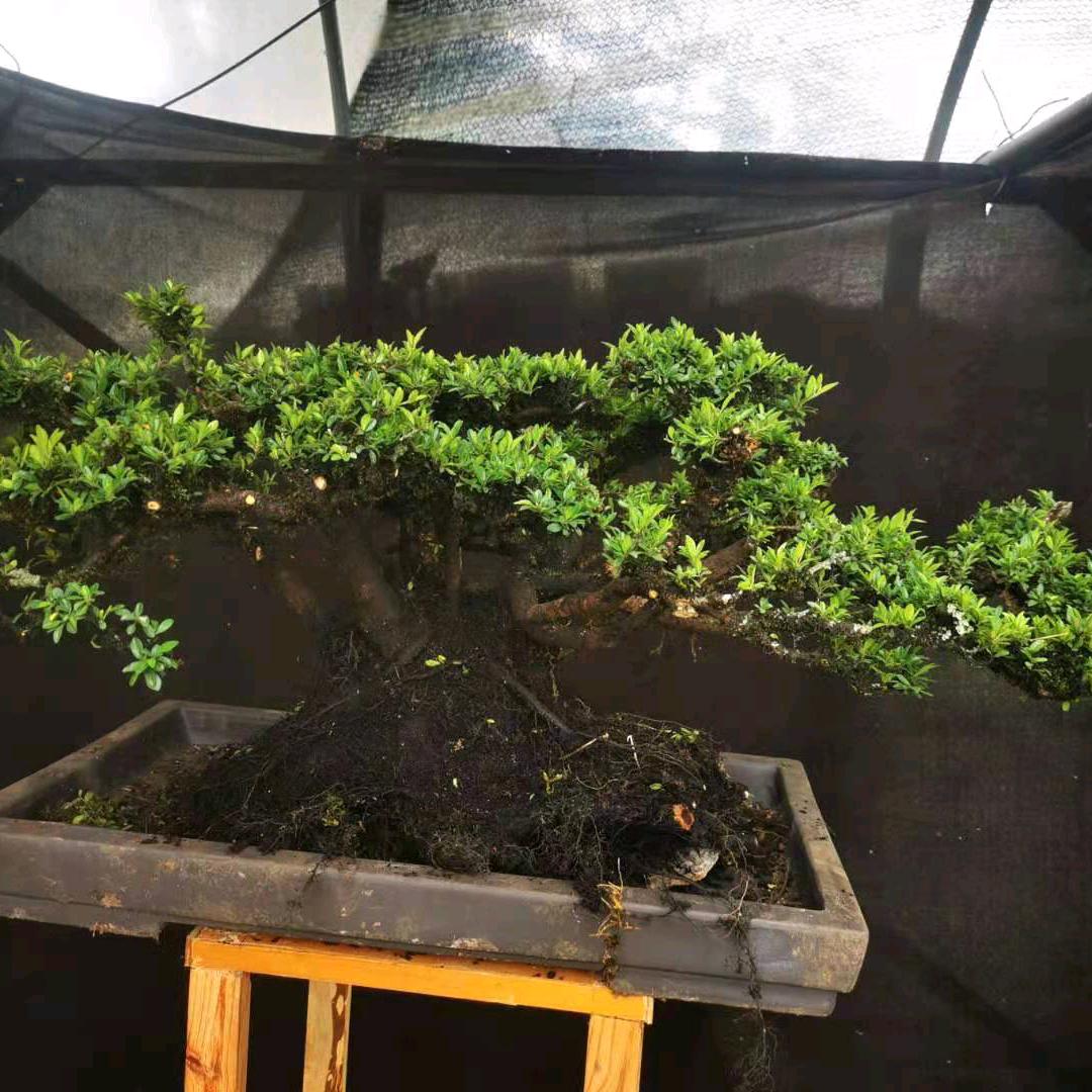 咸鱼盆景