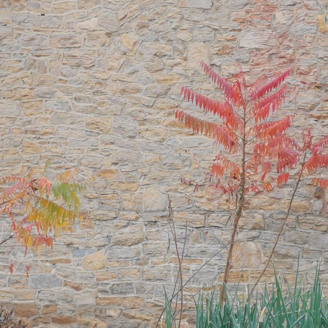 一路繁花，一路笑。