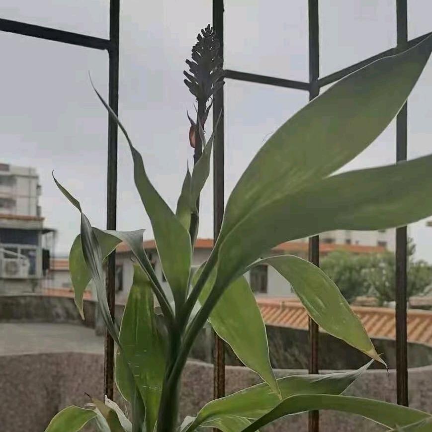 张鑫