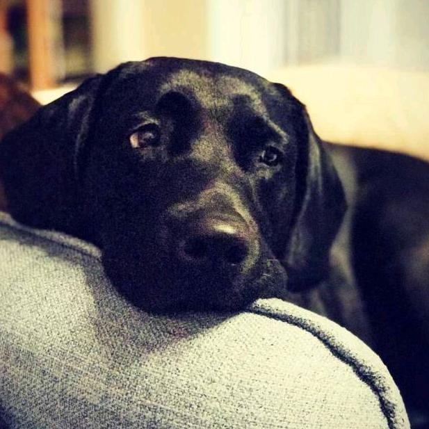 喀什葛尔的胡杨