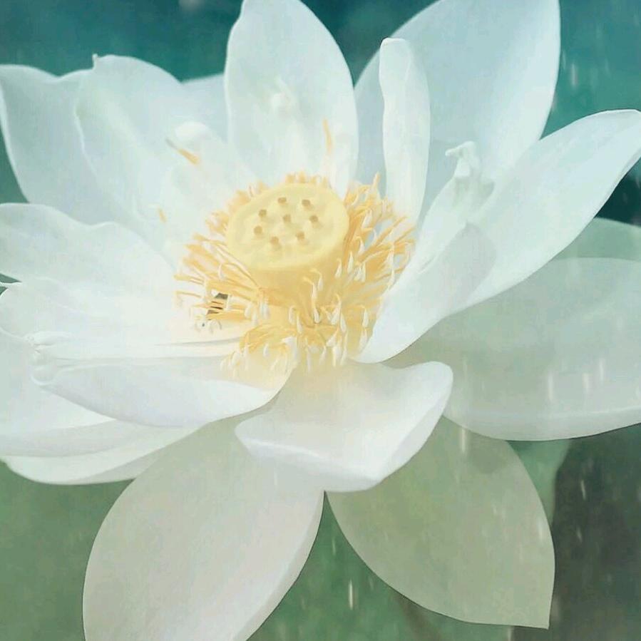 荷