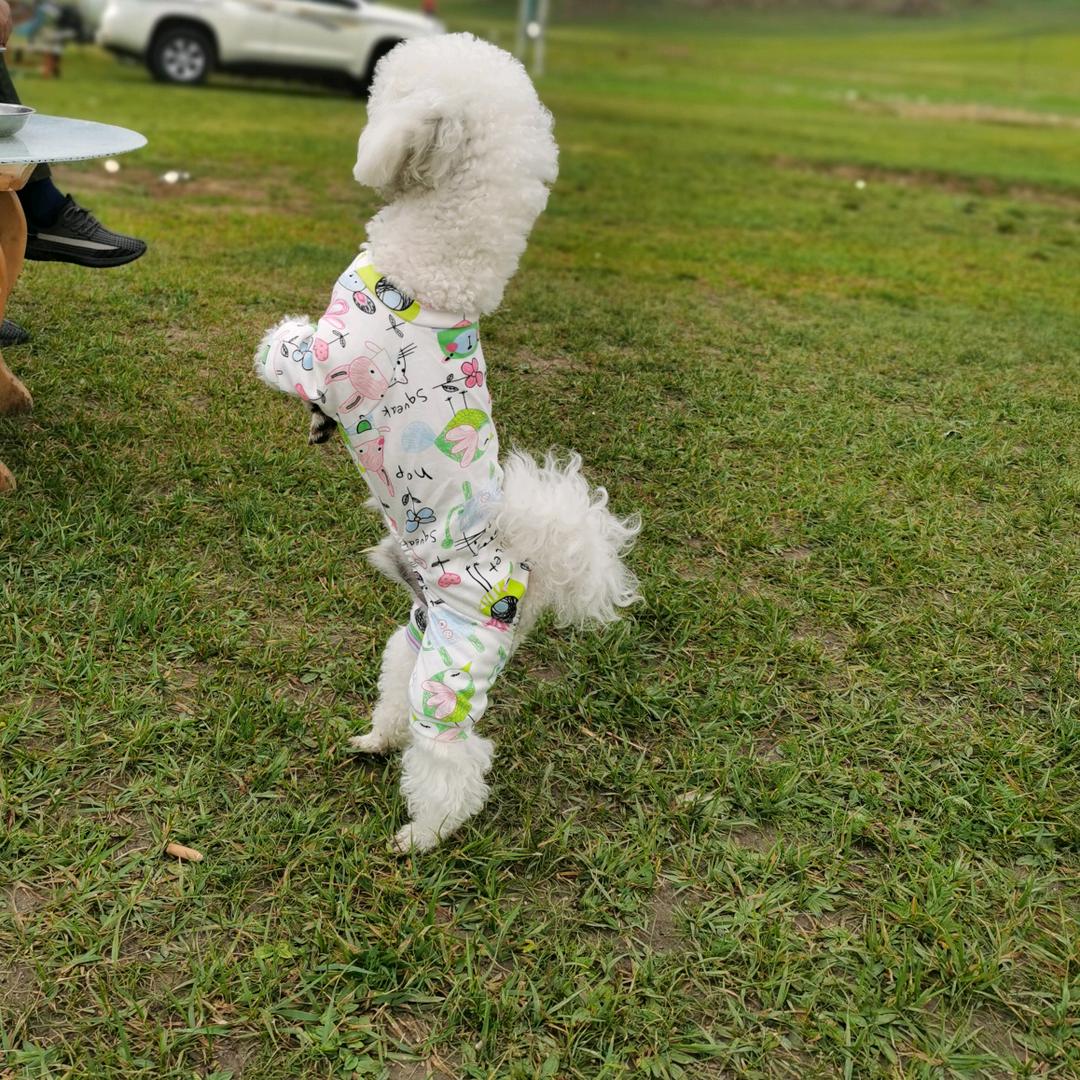 杏