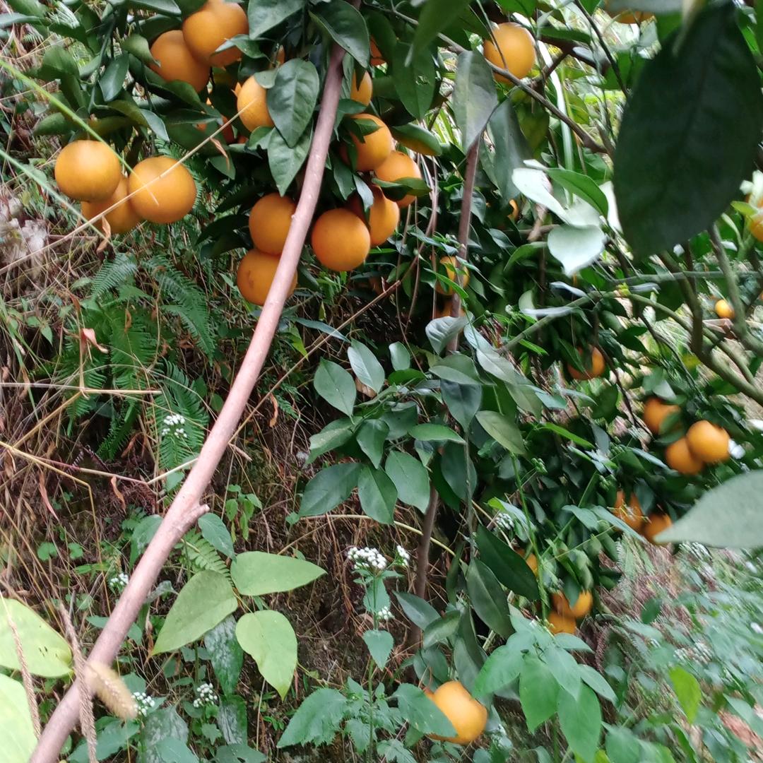 朱仕华：