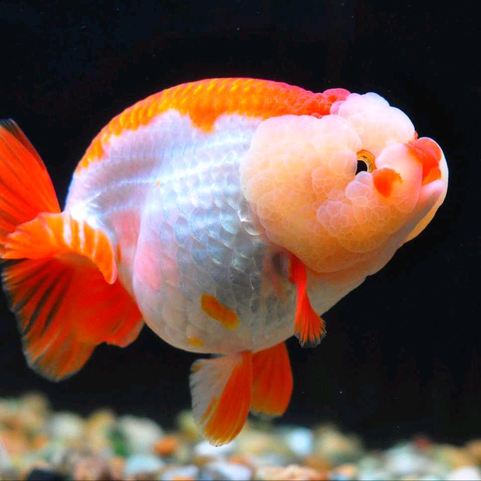 一条孤独的鱼🐠