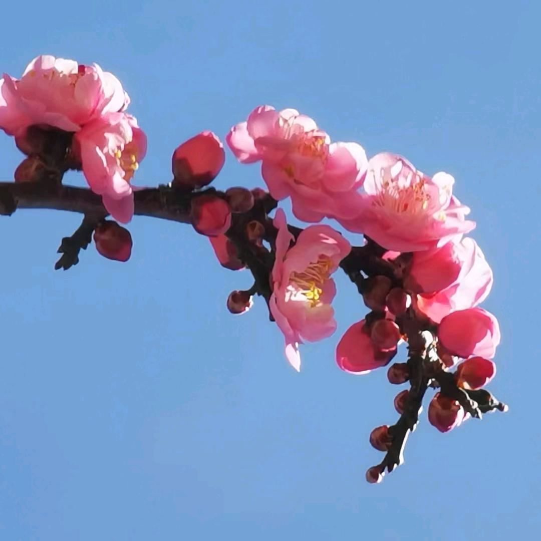 王绍燕