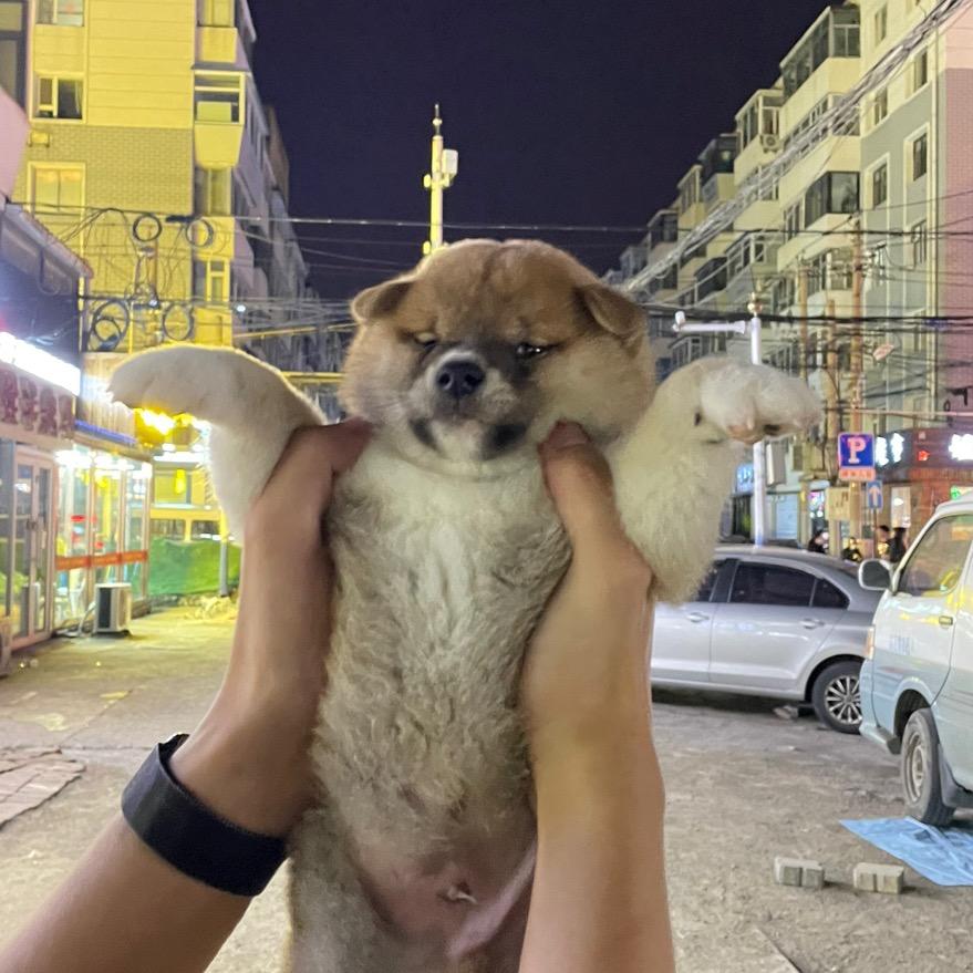 肥牛憨豆