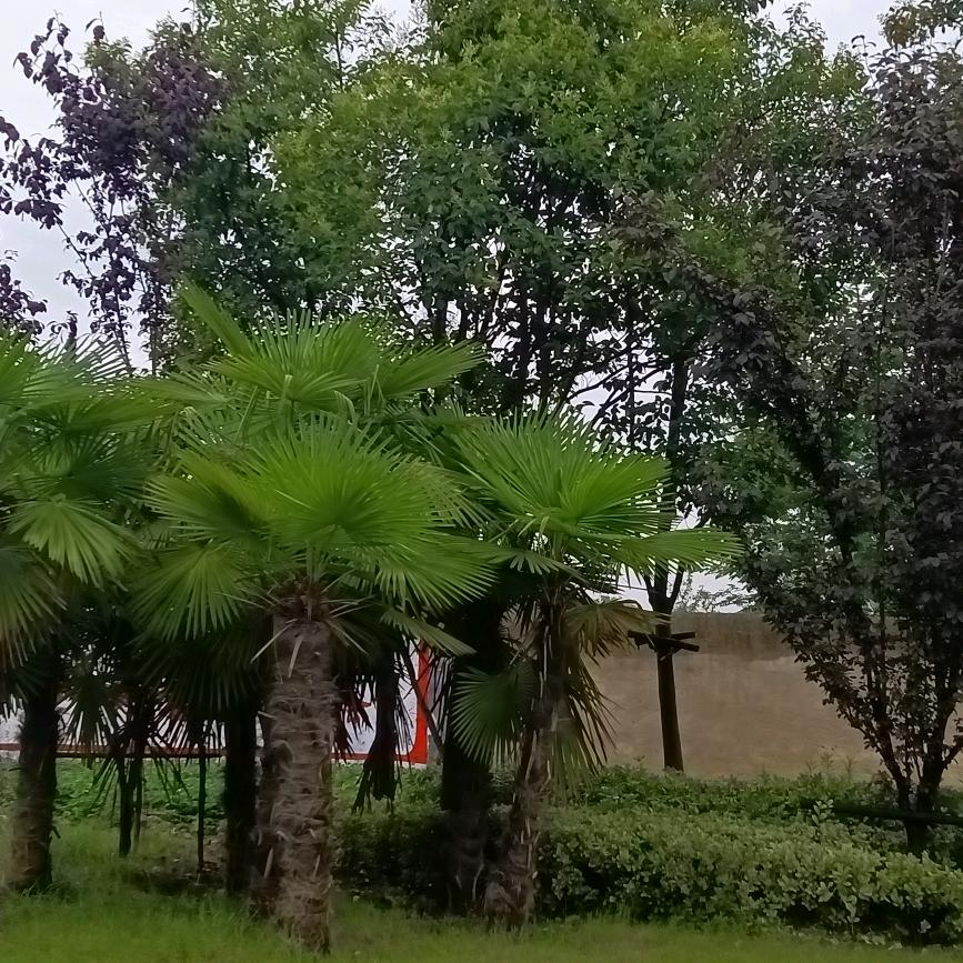 琦琦