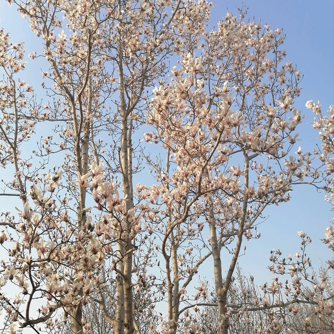 雪花_