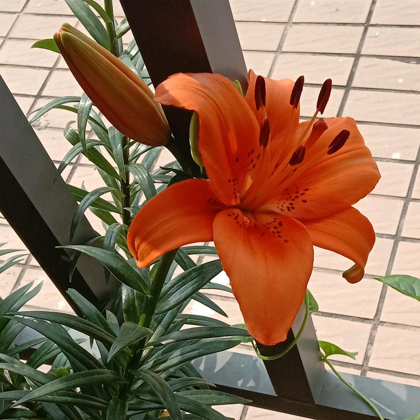 净透