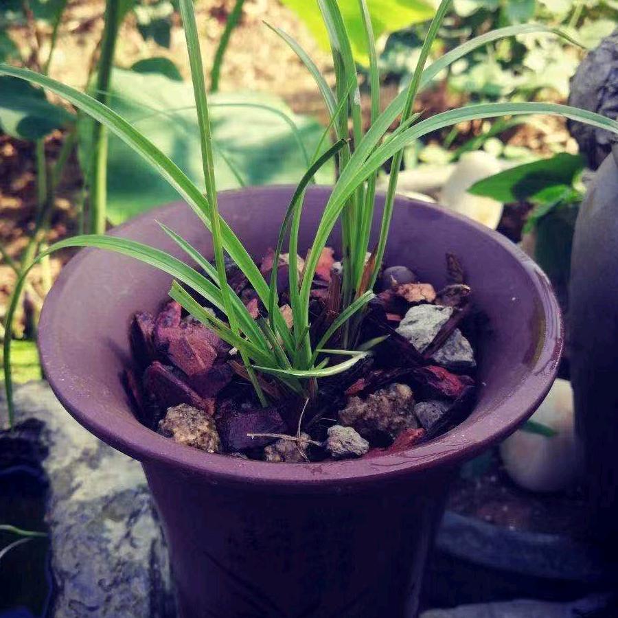 如龍得雲行天下