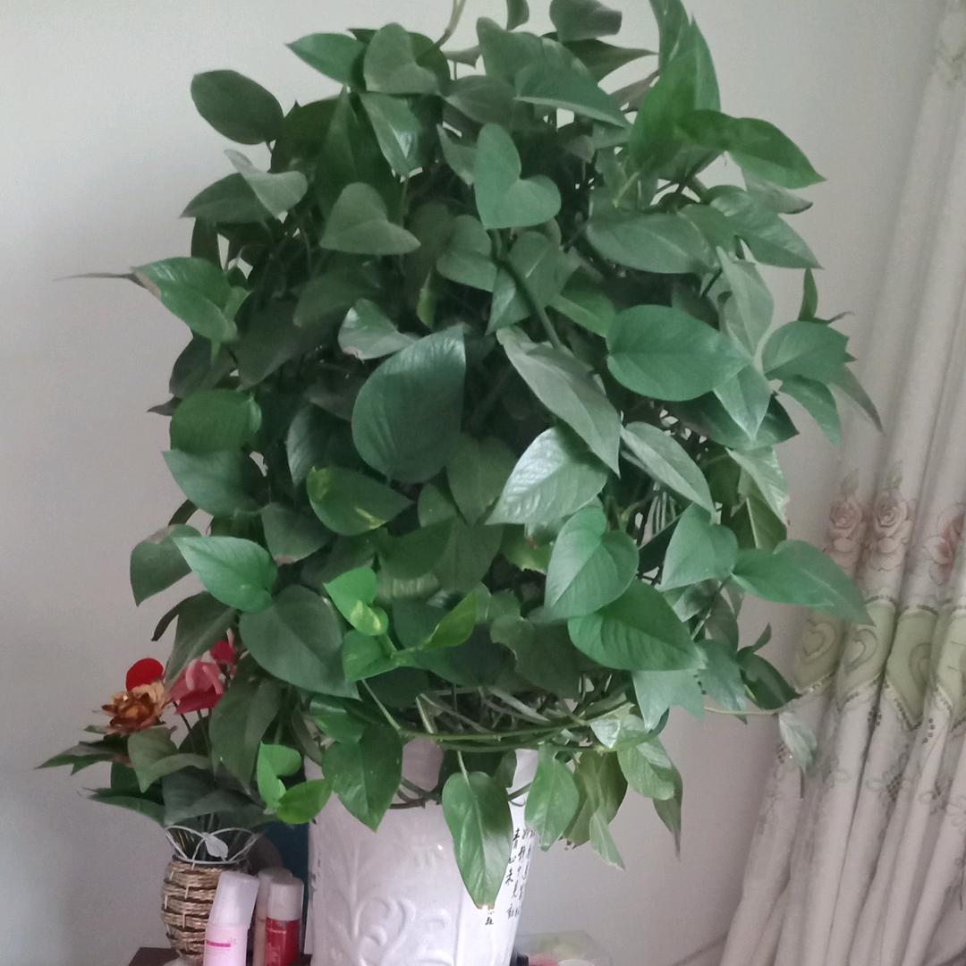 爱^O^无悔
