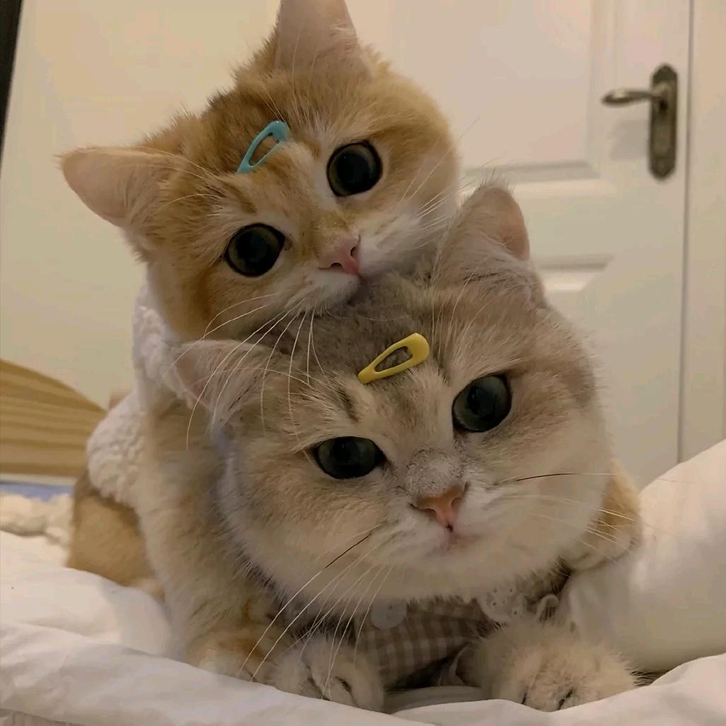 西片