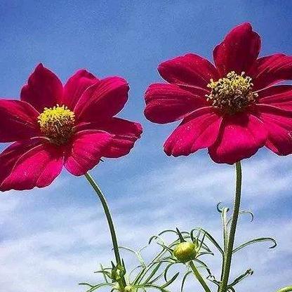 二月花