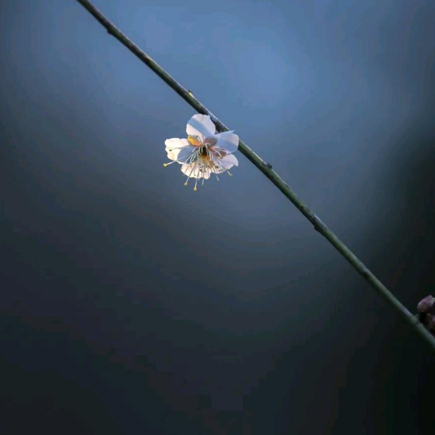 刘伟平（介休爱慕内衣）