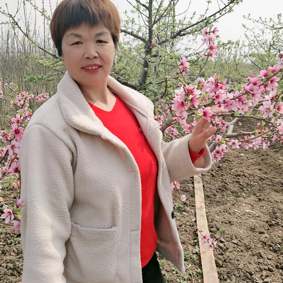 AAA苹果桃—老李