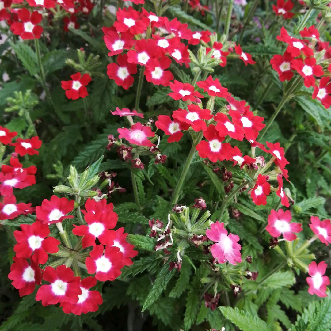 梅花香自苦寒来022000