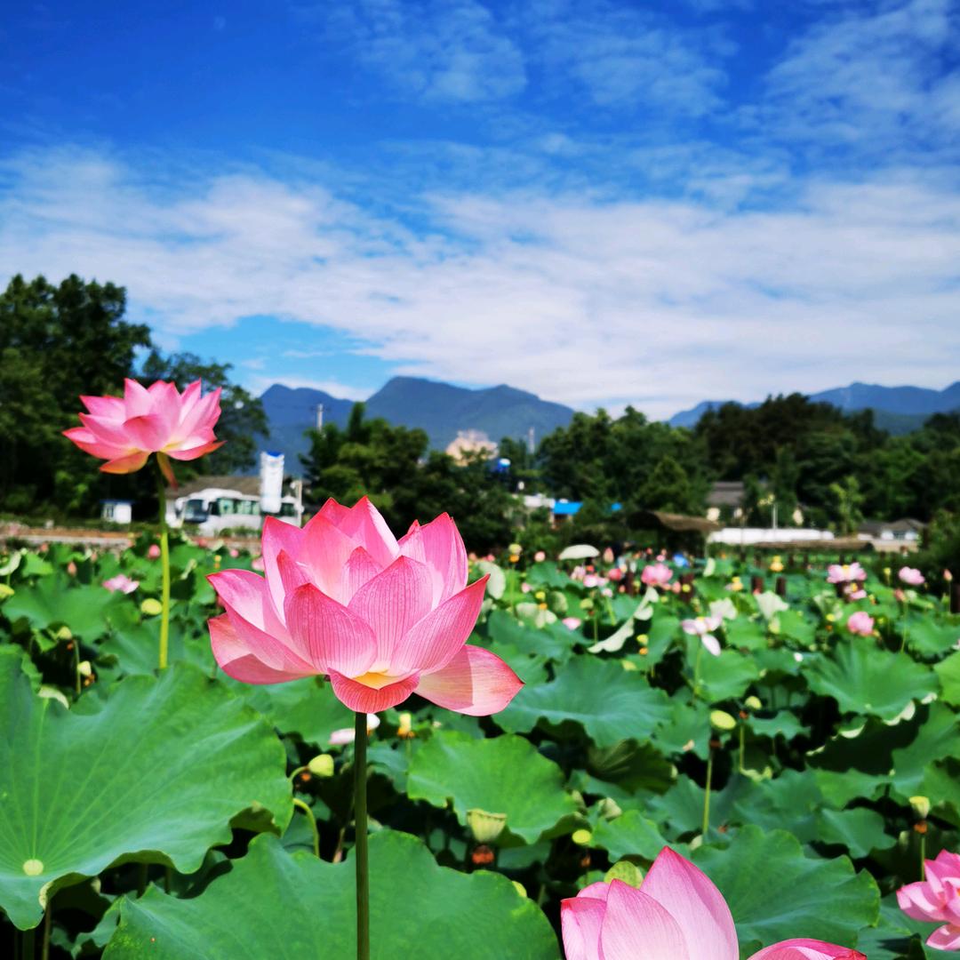 平平淡淡