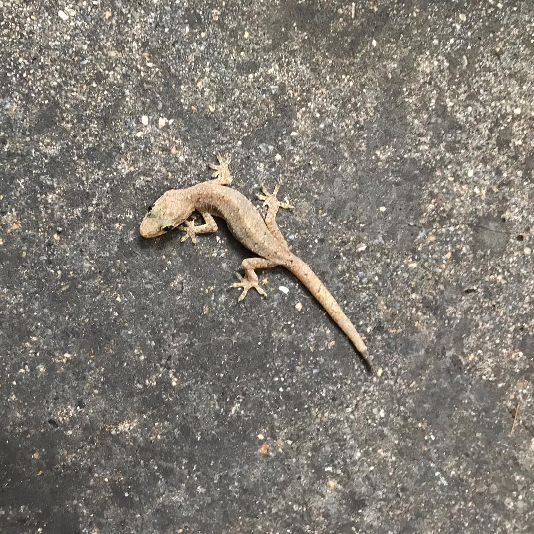 尘间浮云
