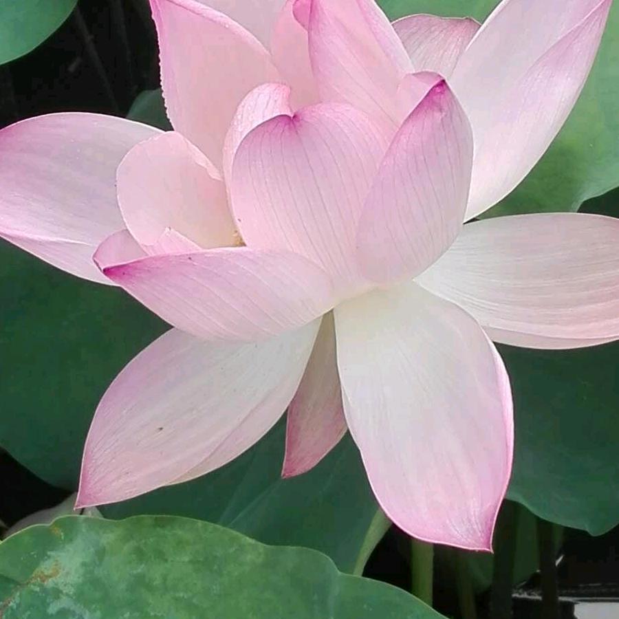 千叶宝莲