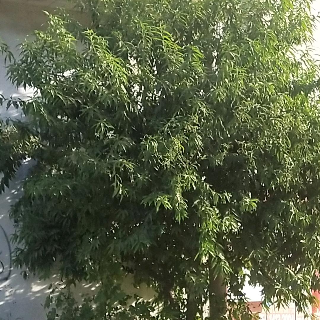 石门吹鸽