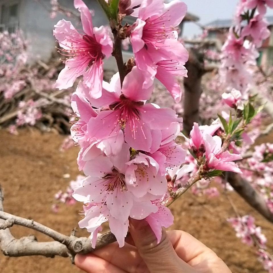 秋水依依