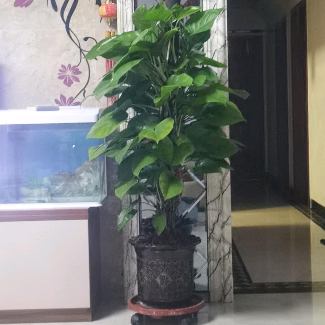 风雨浪人