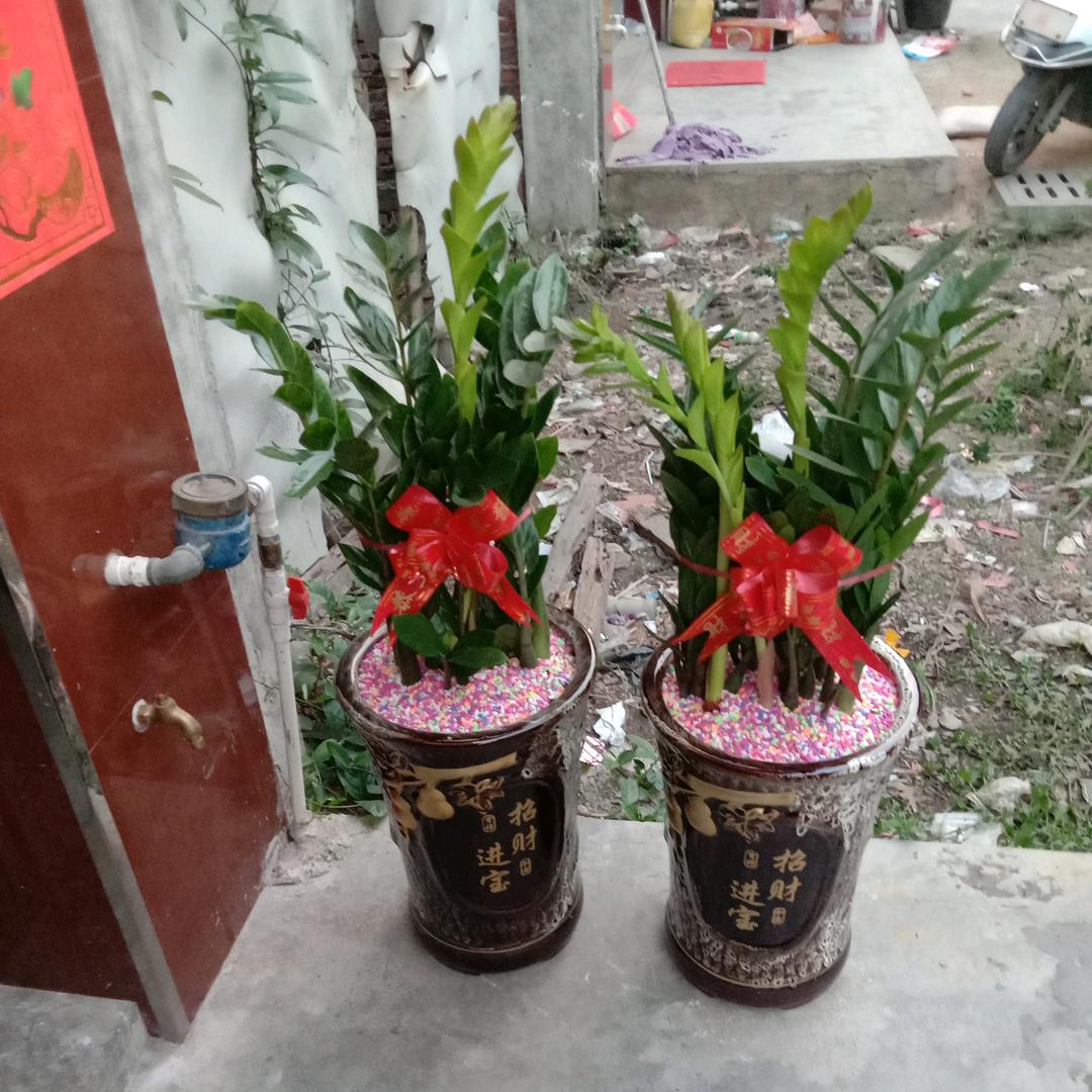 细水长流花木草
