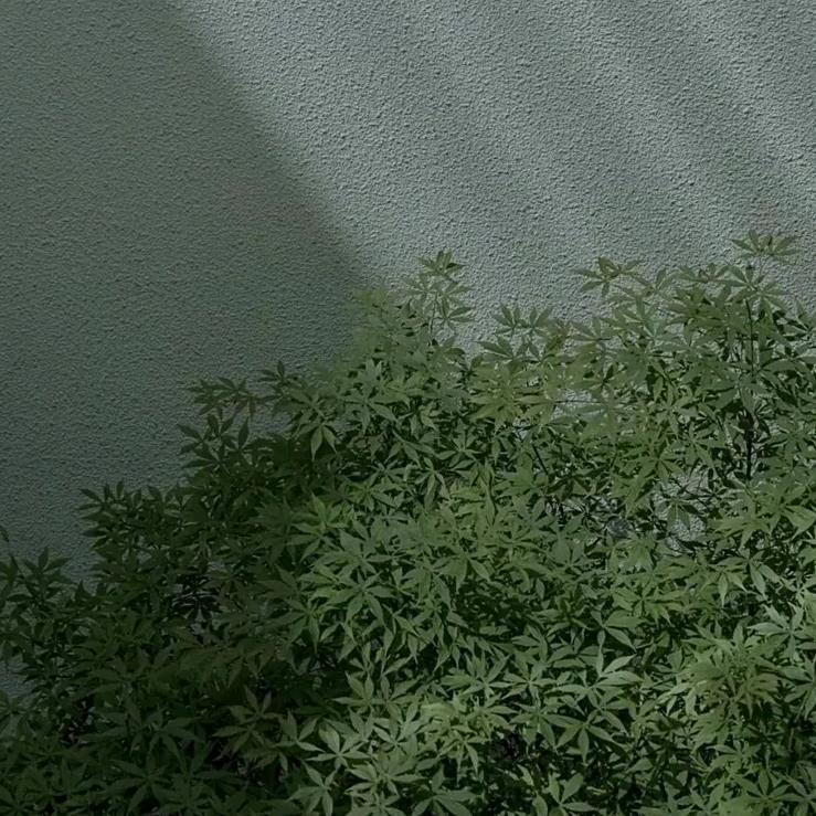 米拉