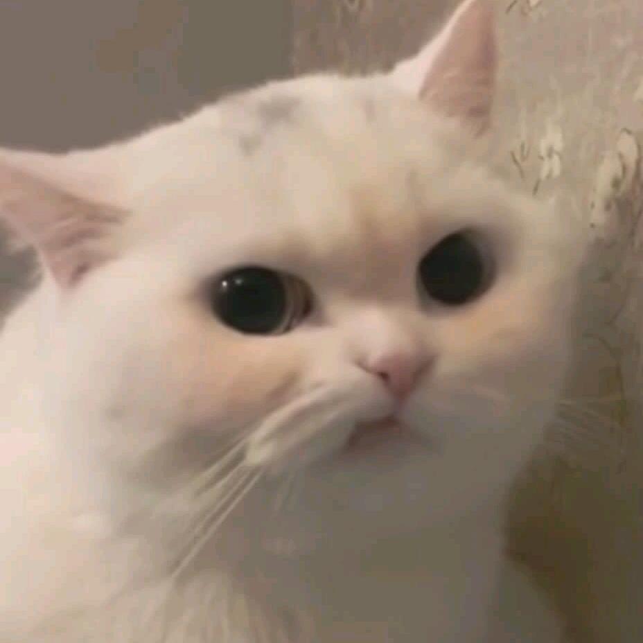 泽漆Vae头像