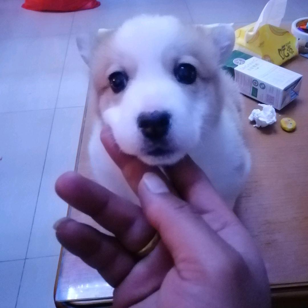 小朱白山羊养殖，销售