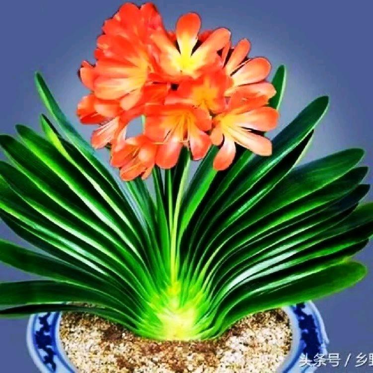 用户2335373335378君子蘭