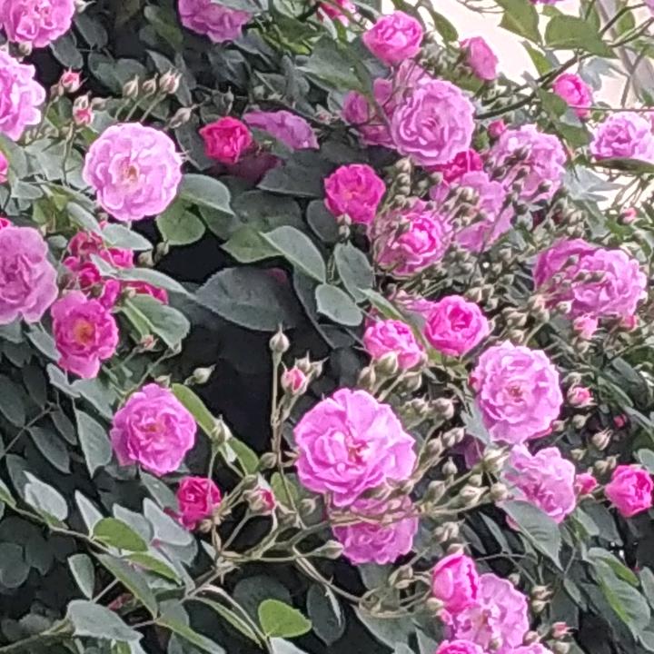姜花