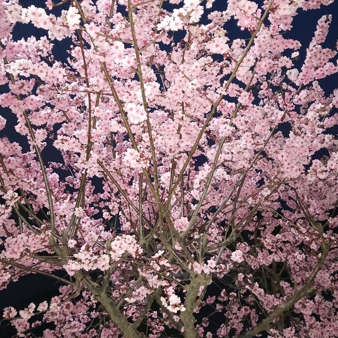 吉吉2014