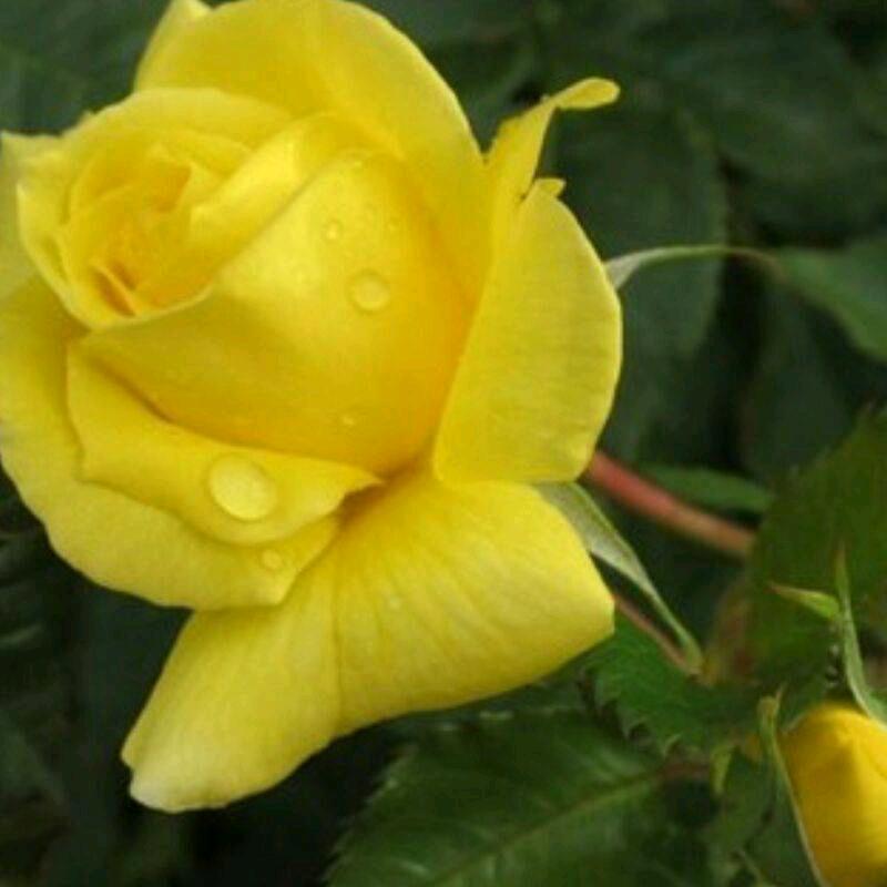 小雪花