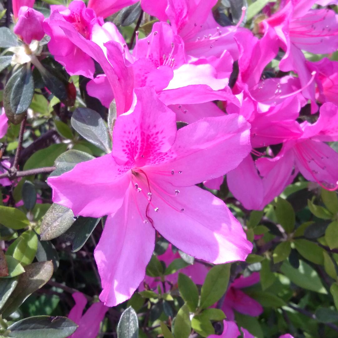 征程