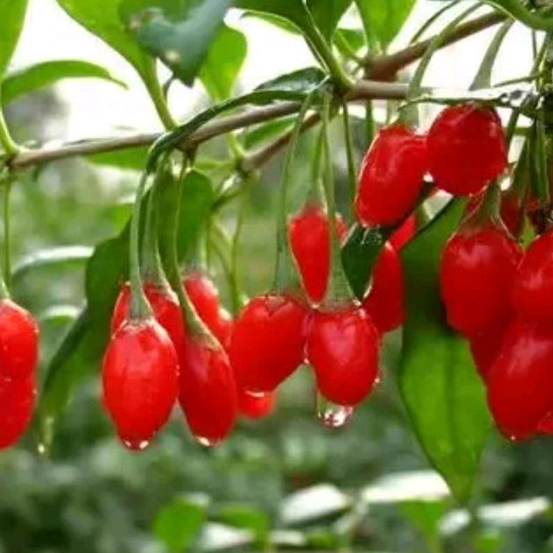 雾里看花