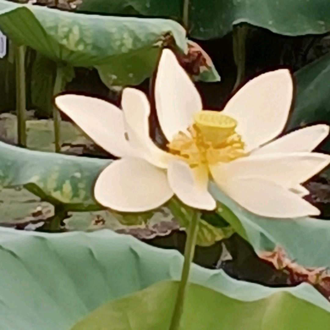 谷丰九斗