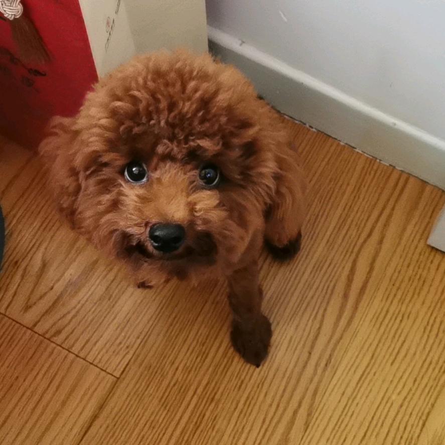非哥