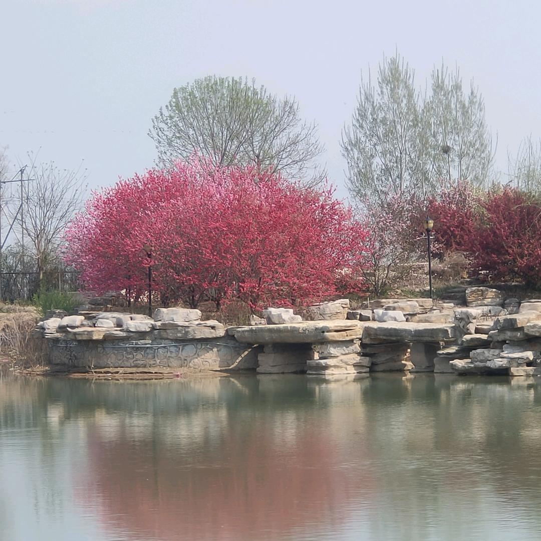 莲花hyl121