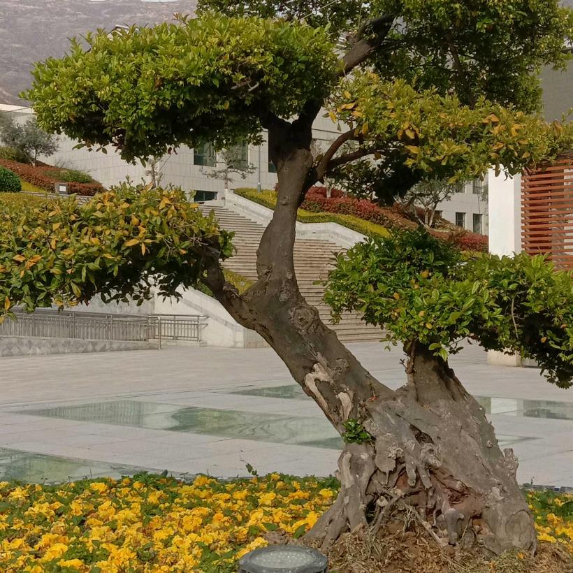 喝酒吃肉找强哥