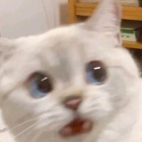 哎呀呀呀