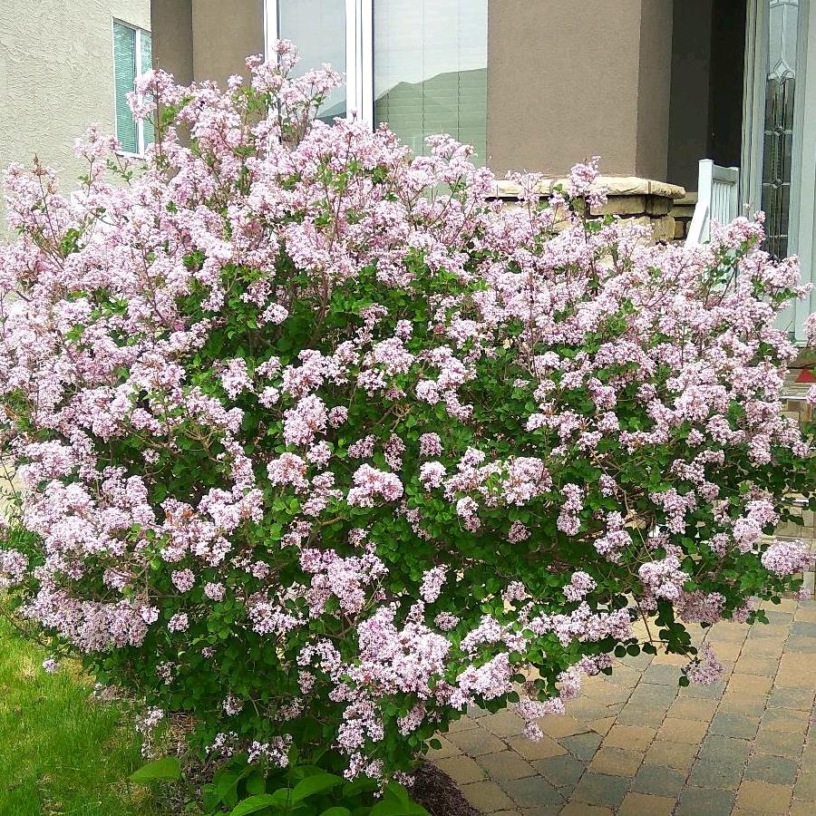兔子住在河狸家