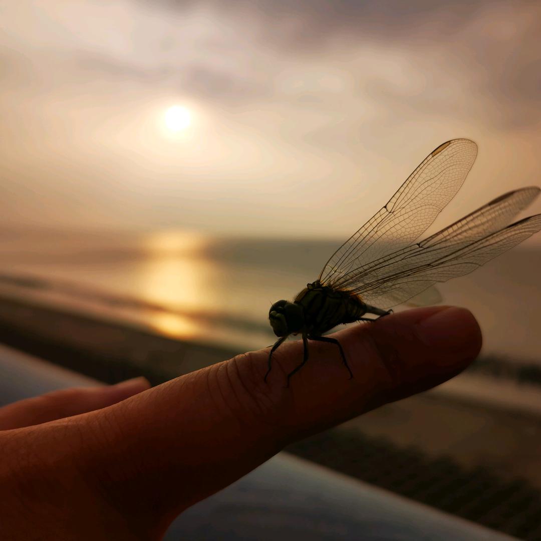 隐形的翅膀萌