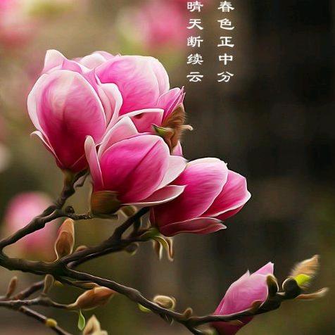叮咚