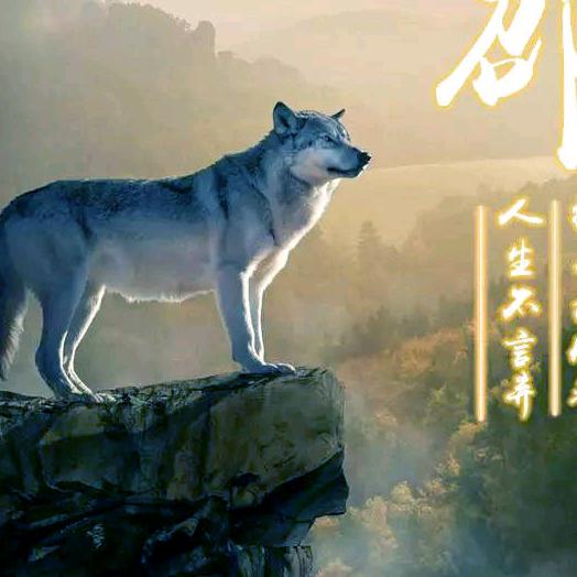 狼🐺王