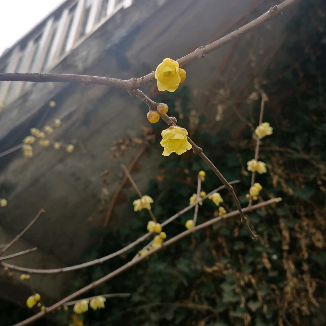 两琴相悦