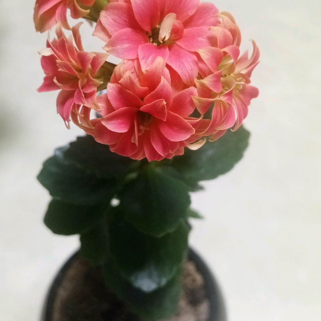 落雨清秋