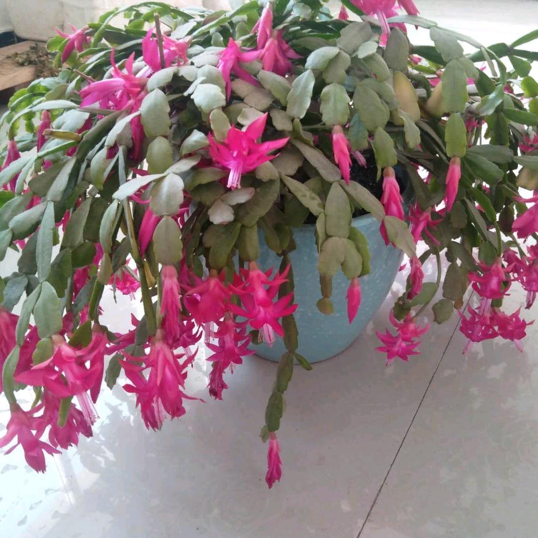 战狼战狼