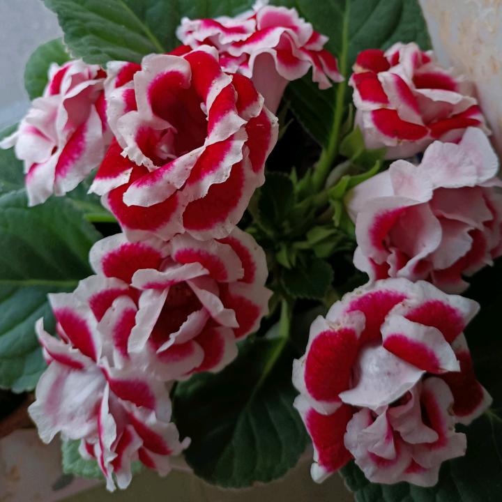 🤓南辕与北辙🤓