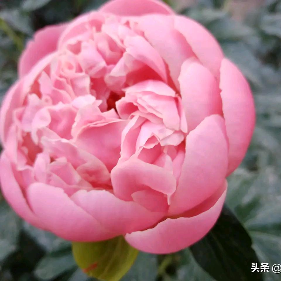 好